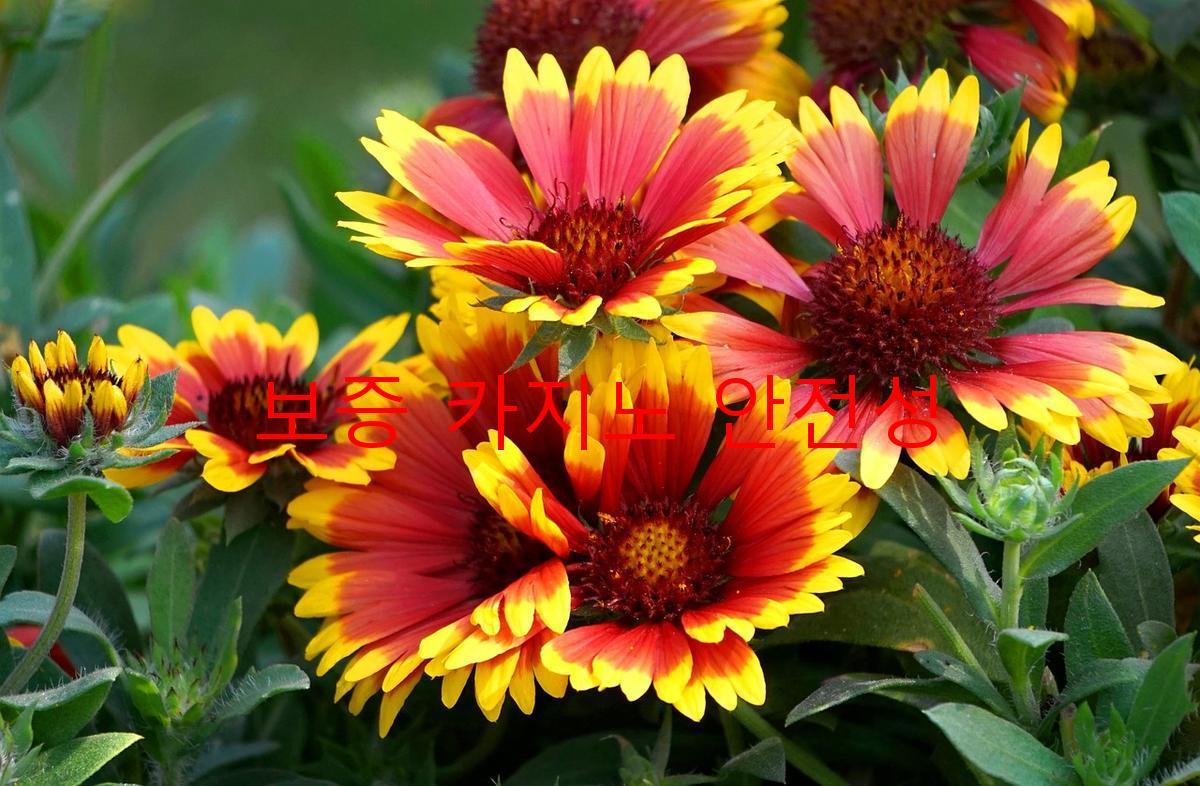 보증 카지노 안전성