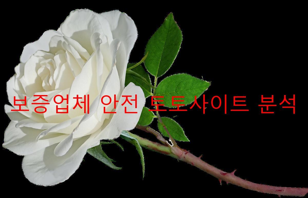 보증업체 안전 토토사이트 분석