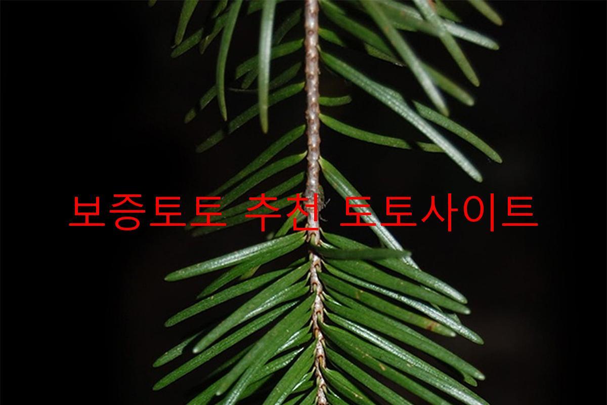 보증토토 추천 토토사이트