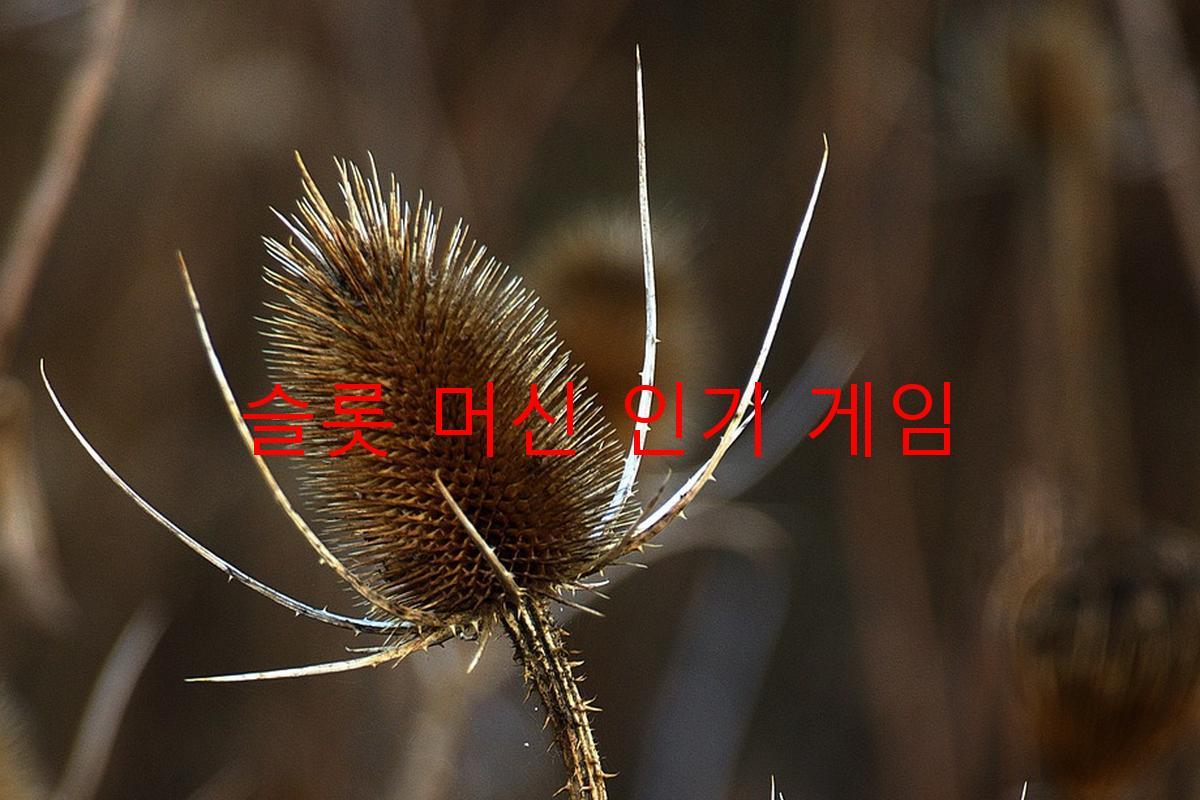 슬롯 머신 인기 게임