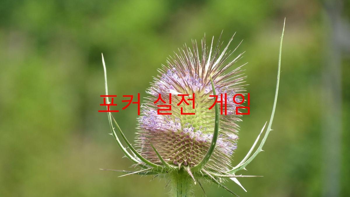 포커 실전 게임
