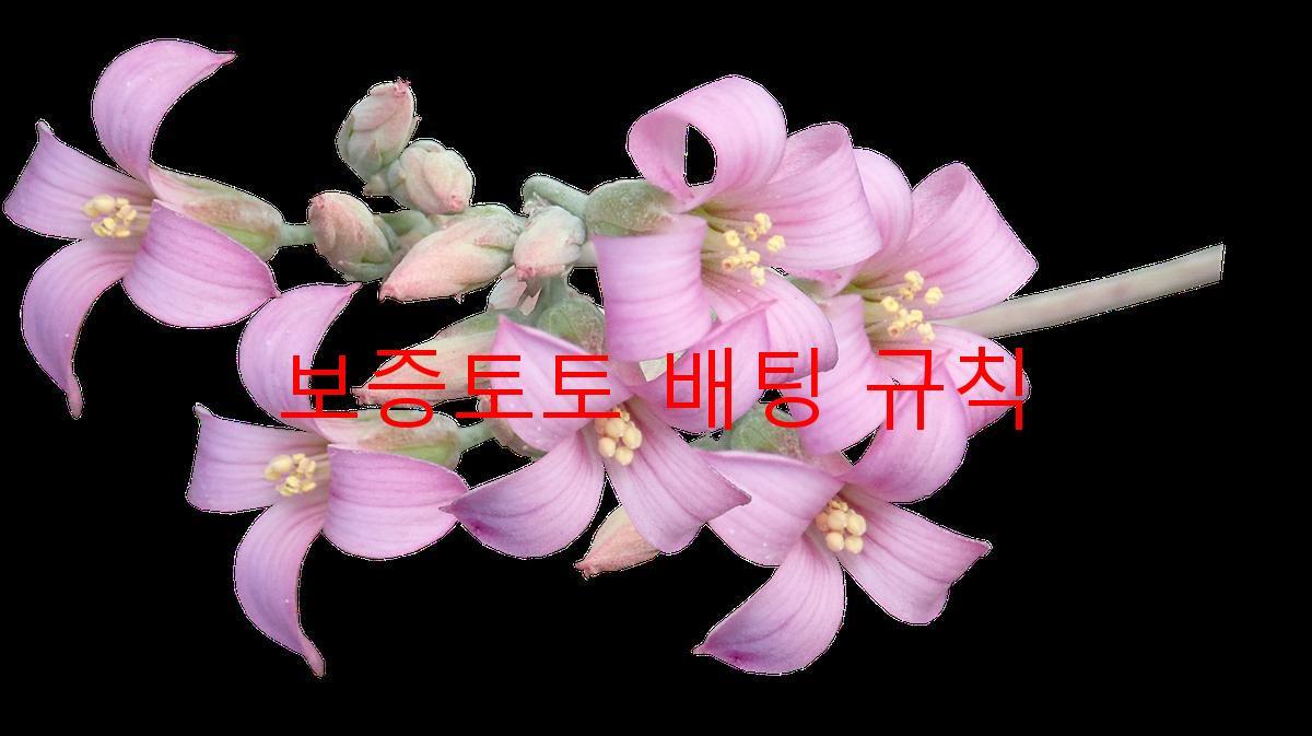 보증토토 배팅 규칙