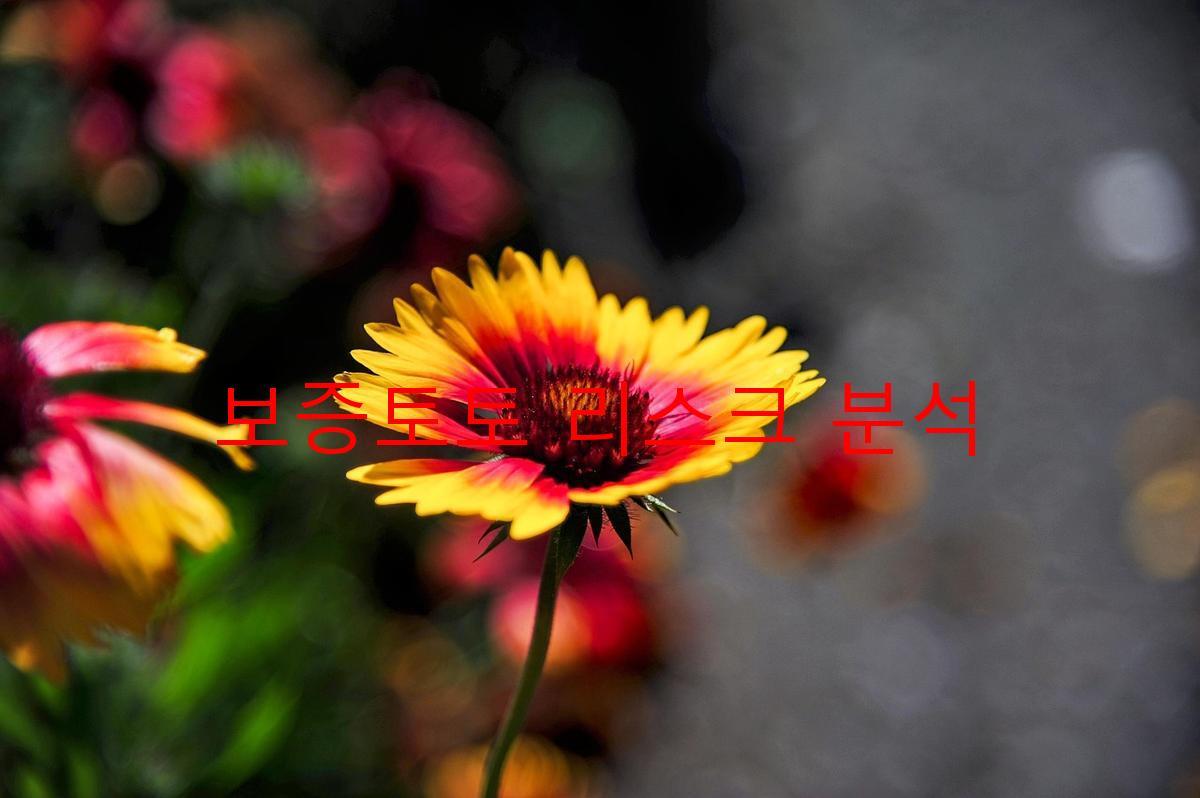 보증토토 리스크 분석