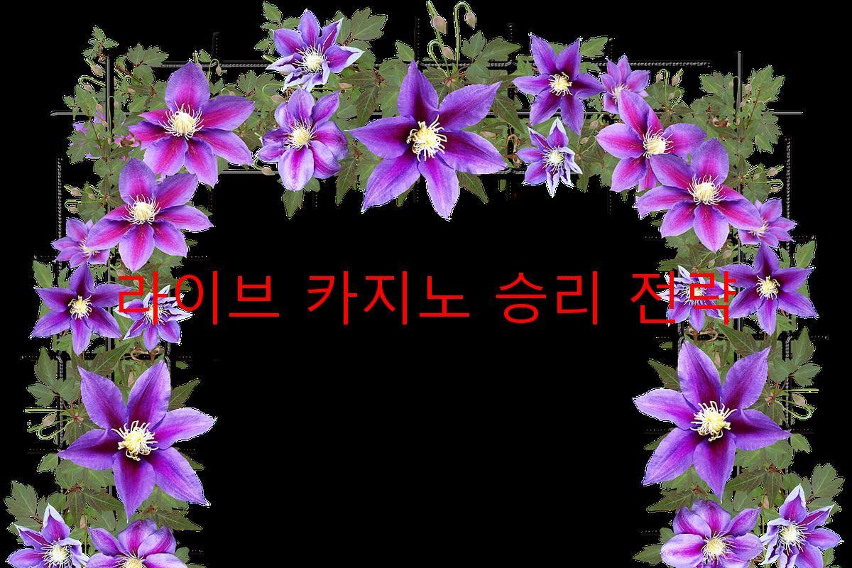 라이브 카지노 승리 전략