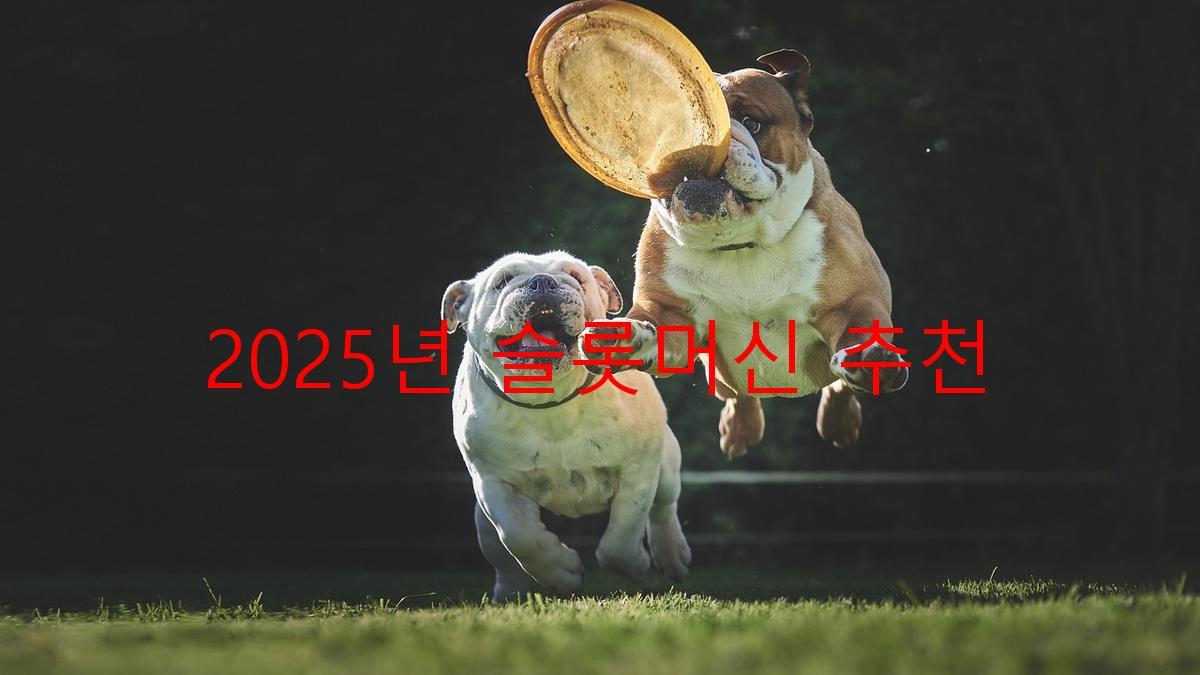 2025년 슬롯머신 추천
