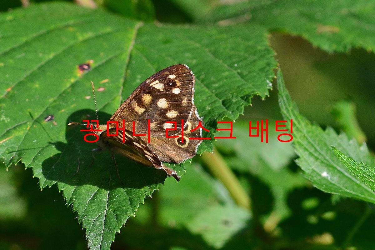 꽁머니 리스크 배팅