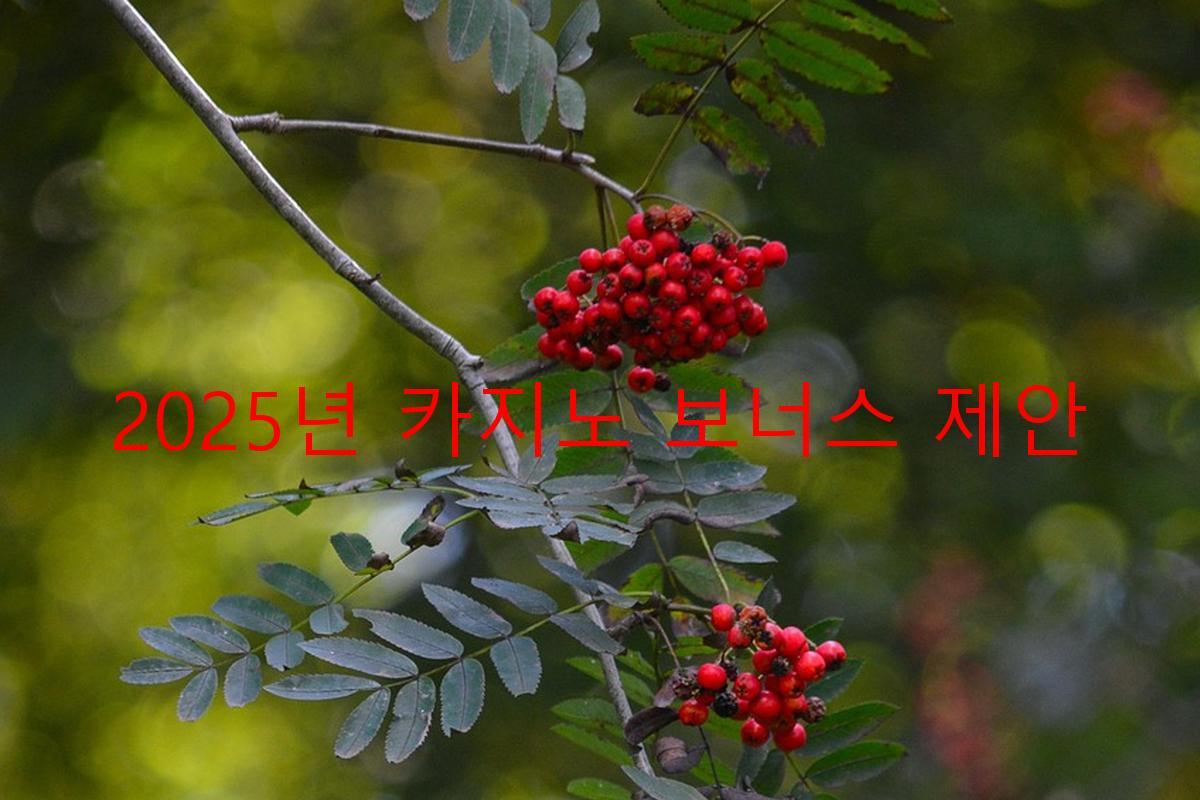 2025년 카지노 보너스 제안