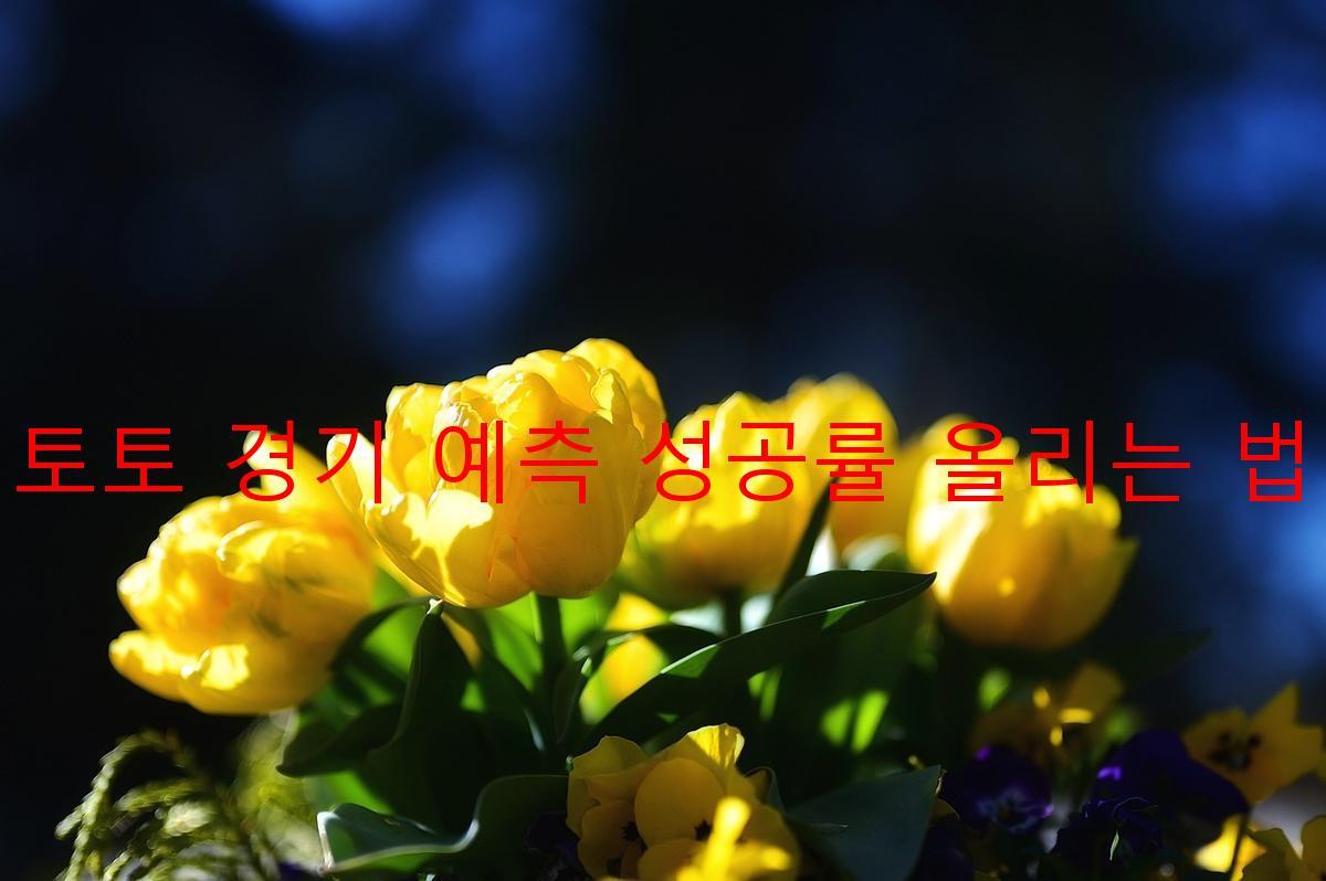 토토 경기 예측 성공률 올리는 법