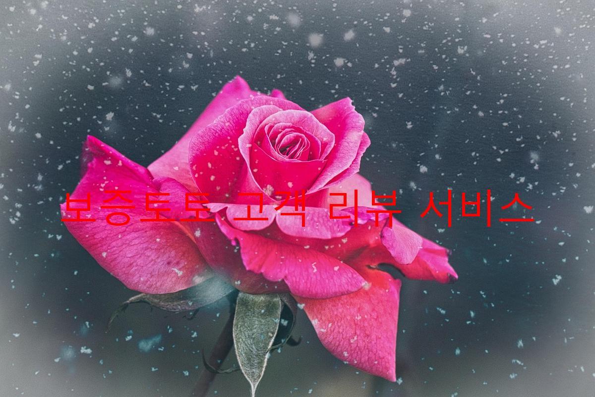 보증토토 고객 리뷰 서비스