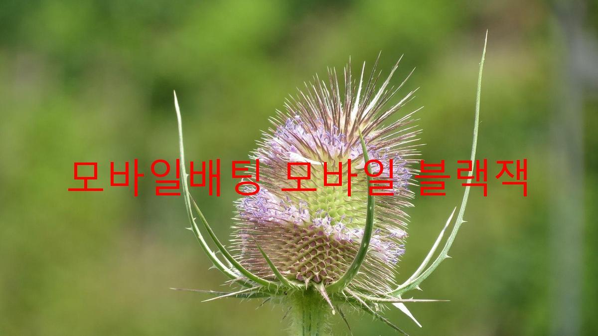 모바일배팅 모바일 블랙잭