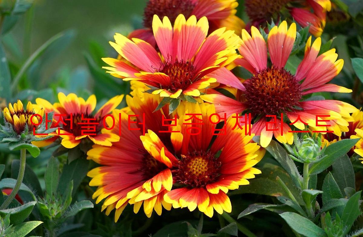 안전놀이터 보증업체 리스트