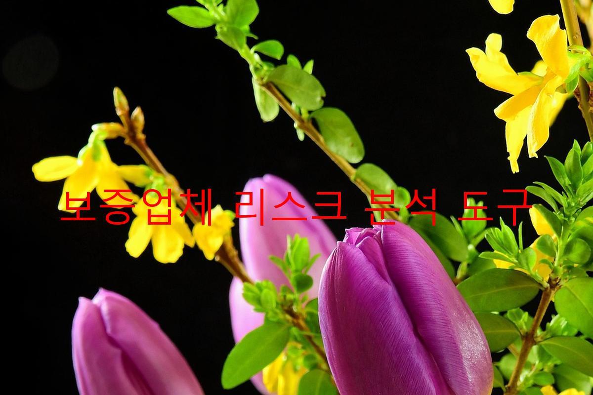 보증업체 리스크 분석 도구