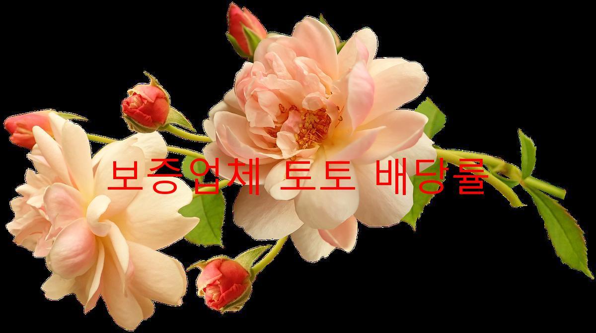 보증업체 토토 배당률