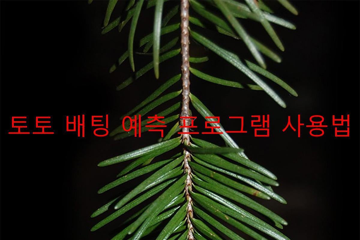 토토 배팅 예측 프로그램 사용법