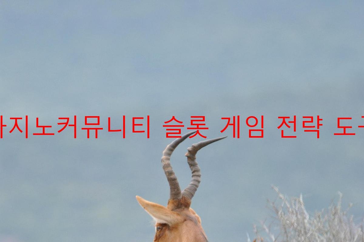 카지노커뮤니티 슬롯 게임 전략 도구