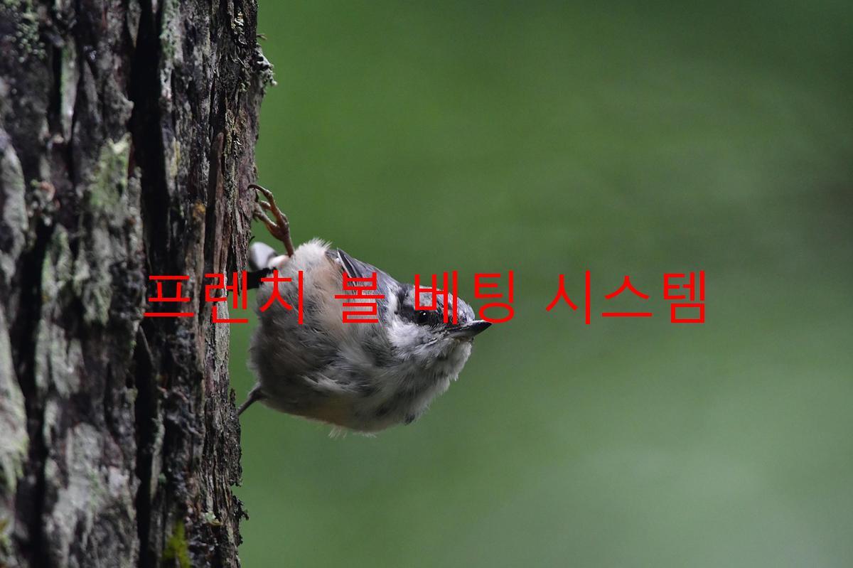 프렌치 볼 베팅 시스템