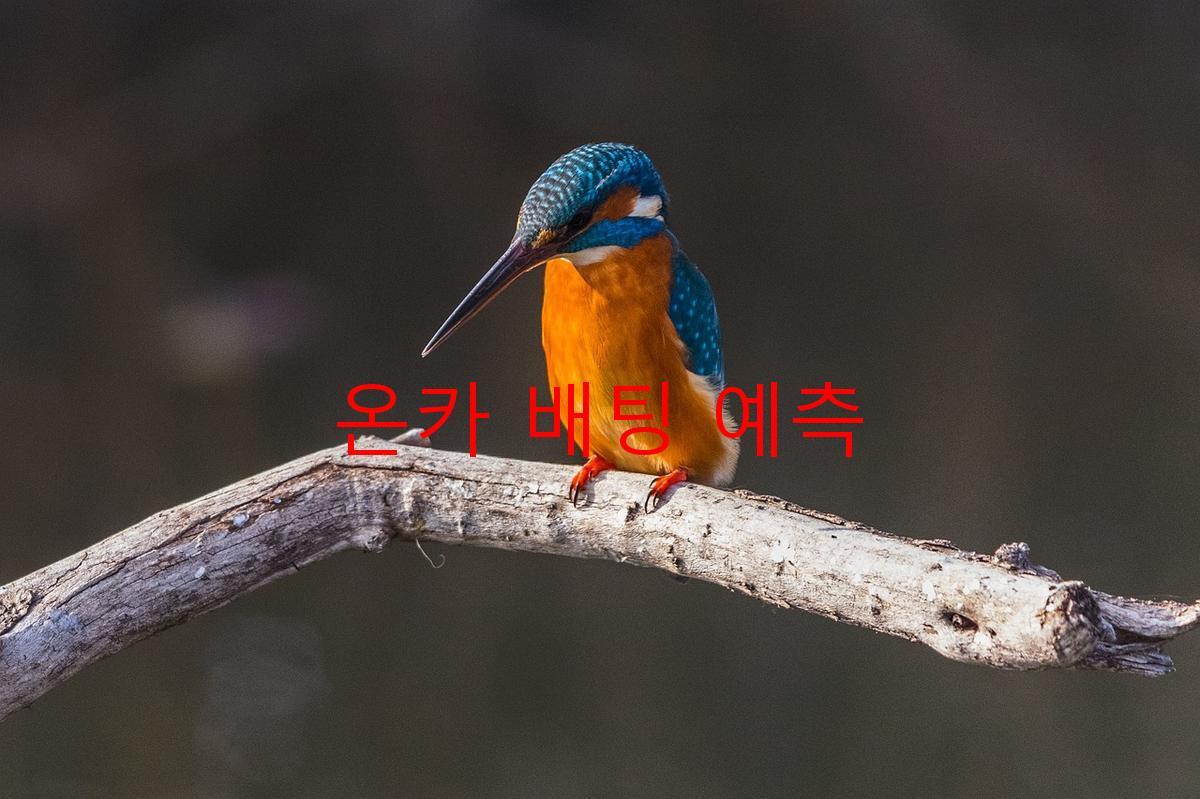 온카 배팅 예측