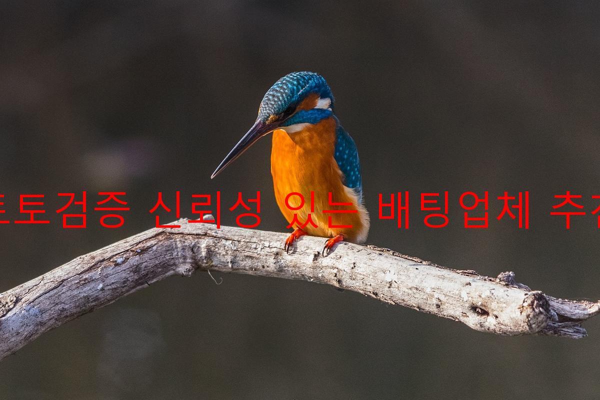 토토검증 신뢰성 있는 배팅업체 추천