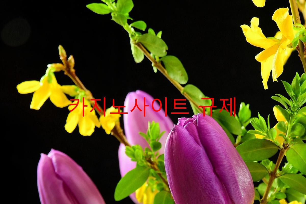 카지노사이트 규제