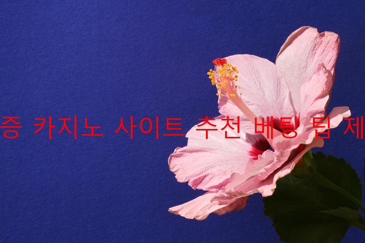 보증 카지노 사이트 추천 베팅 팁 제공