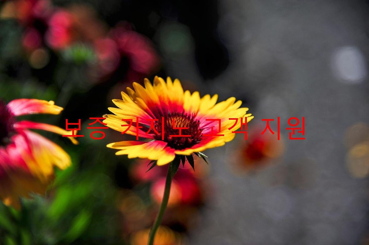 보증 카지노 고객 지원