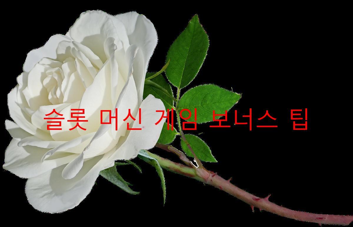 슬롯 머신 게임 보너스 팁