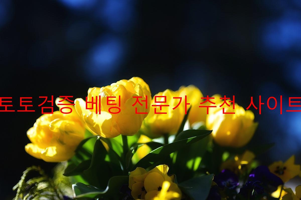 토토검증 베팅 전문가 추천 사이트