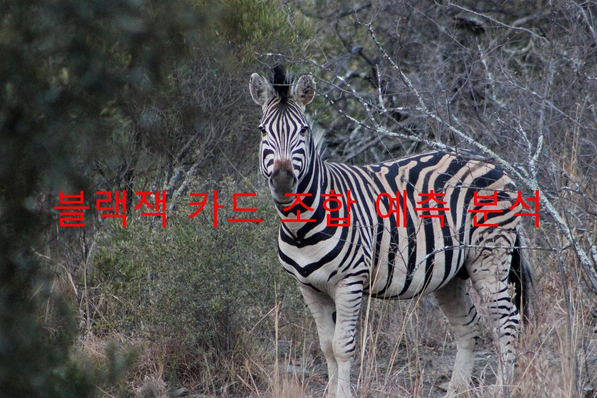 블랙잭 카드 조합 예측 분석