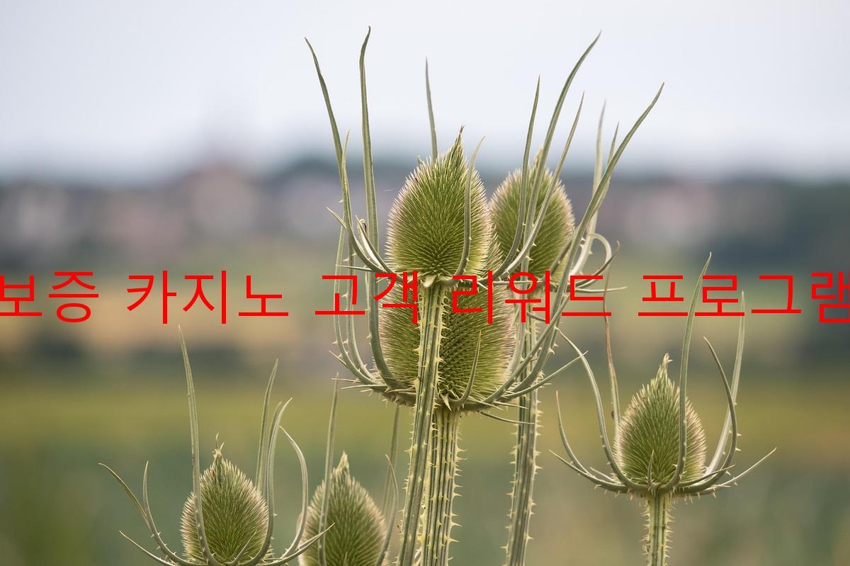 보증 카지노 고객 리워드 프로그램