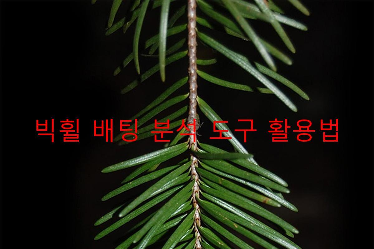 빅휠 배팅 분석 도구 활용법